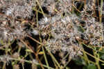 Hammock snakeroot